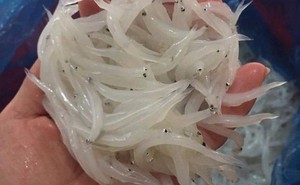 Loại cá nhỏ li ti có gì đặc biệt mà được nhiều người săn lùng?
