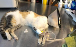 Nhà hàng steak ở TP.HCM bị tố đánh bả 20 con mèo hoang: "Không từ ngữ nào có thể bào chữa"