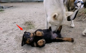 Chó Husky cậy to bắt nạt chó con, 1 năm sau nhìn thấy kích thước của đối phương mà hoảng