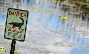 Mỹ: Người đàn ông chết trong hồ đầy cá sấu khi... tìm kiếm đĩa bay