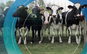 New Zealand đánh thuế ợ hơi từ bò và cừu nhằm cắt giảm khí methane gây hiệu ứng nhà kính