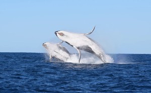 [ẢNH] Cá voi lưng gù và chuyến di cư ngàn dặm ngoài khơi Australia