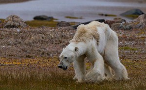Khi Bắc Cực không còn băng: Đâu sẽ là số phận của những con gấu trắng cuối cùng?
