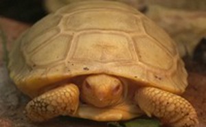 Chiêm ngưỡng rùa bạch tạng độc nhất vô nhị