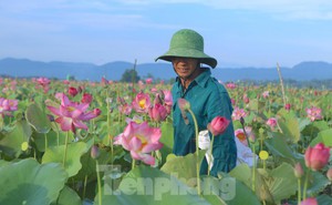 Đẹp ngỡ ngàng cảnh dân thu hoạch sen giữa cánh đồng lớn nhất Hà Tĩnh