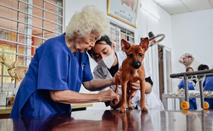 Phòng khám thú y 0 đồng của cụ bà 90 tuổi, cứu chữa cả chó mèo bị bỏ rơi