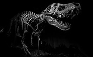 Đấu giá bộ xương khủng long Gorgosaurus quý hiếm