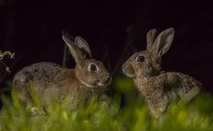 Làm thế nào 24 con thỏ Anh tạo ra cuộc ‘xâm lược sinh học’ tàn khốc nhất nước Úc?