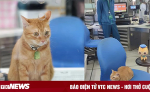 Gặp gỡ chú mèo giữ chức trưởng ga tàu điện ngầm với thần thái cực oách