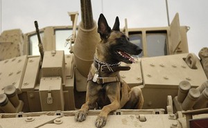 Vì sao chó luôn là chiến binh đồng hành trong mọi cuộc chiến?