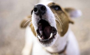 Thiết bị khiến chó ngừng sủa trong một nốt nhạc