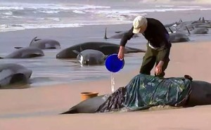 200 con cá voi chết sau khi đồng loạt mắc cạn ở bãi biển Australia