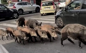Lợn rừng tung hoành ‘xâm chiếm’ thủ đô nước Ý, tấn công người dân cướp thức ăn