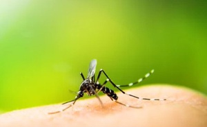 Tại sao muỗi đốt lại gây ngứa cho da?