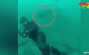 Thợ lặn suýt bị cá mập khổng lồ ăn thịt