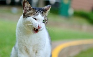 Được án treo vì ở nhà còn nuôi mèo