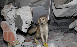 Chú chó cứu hộ ở Thổ Nhĩ Kỳ: Bị thương vẫn miệt mài tìm kiếm nạn nhân động đất