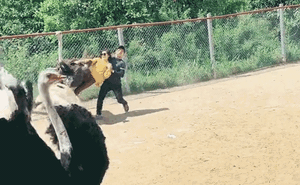 Vườn thú bất ổn nhất Đà Lạt: Người chơi hết hồn còn người xem lại cười như được mùa