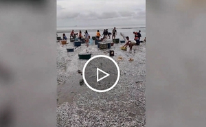 Cá mòi dạt kín bờ biển ở Philippines, dân mang thùng ra thu hoạch