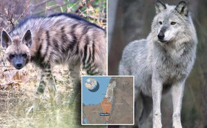 Bất ngờ phát hiện chó sói và linh cẩu đang cùng nhau đi săn ở Trung Đông