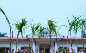 Độc đáo thi 'hoa hậu' mía ở huyện miền núi Nghệ An