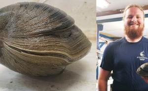 "Cụ" ngao quý hiếm 214 năm tuổi, nặng 1,2kg suýt bị đưa lên bàn nhậu nhưng may mắn thoát cửa tử vì lý do đặc biệt