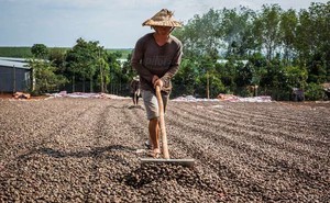 Hai tháng 2023: Việt Nam nhập khẩu 130 triệu USD một loại hạt thô từ Campuchia