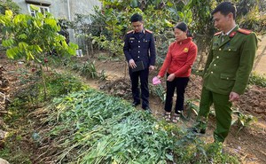 Thu giữ 143kg cây cần sa trong vườn rau nhà dân ở Hải Phòng