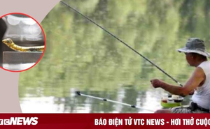 Nhặt được 'con tằm', lão nông được trả giá 68 triệu, chuyên gia khẳng định 34 tỷ