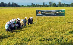 Tập đoàn nông sản của Việt Nam đặt mục tiêu 1 tỷ USD doanh thu vào năm 2024