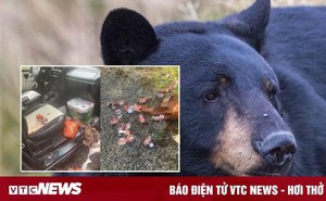 Mê nước giải khát, gấu đen phá cửa kính ô tô quậy tưng bừng