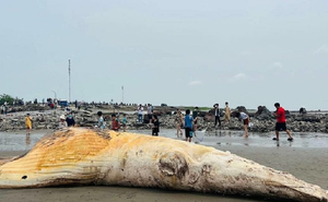 Xác cá voi dài hơn 10 m, nặng 5 tấn trôi dạt vào bờ biển