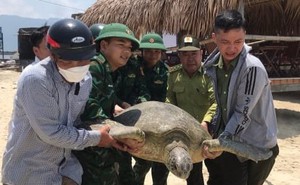 Rùa biển cực quý hiếm nặng 100kg bơi lạc vào khu vực đầm phá Thừa Thiên - Huế
