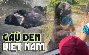 Muốn xem gấu đen ở Việt Nam cần đến những nơi nào?