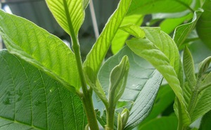 Loại lá thường bị vứt đi nhưng tốt tới không ngờ, giúp "quét sạch" mỡ máu, ngừa đột quỵ