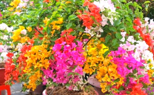 Làm sao để hoa giấy nở nhiều?