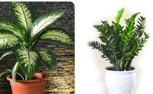 7 loại cây không nên trồng trong nhà