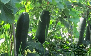 Công dụng của bí đao