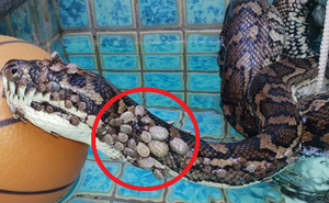 Con trăn "bất hạnh" bị hơn 500 con ve hút máu bu kín người: Số phận nó ra sao?