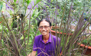Lão nông 70 tuổi tiết lộ lí do trồng toàn hoa kiểng màu tím, thu hơn 15 tỉ/năm