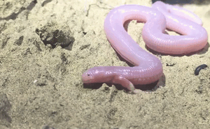Video: Sinh vật màu hồng kỳ dị vừa giống rắn vừa giống giun như lại có tay