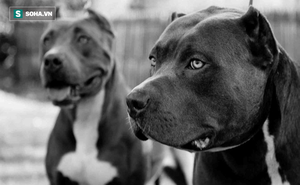 Anh ban lệnh cấm nuôi Pit Bull - loài chó mệnh danh "hung thần chó chọi": Đây là lý do