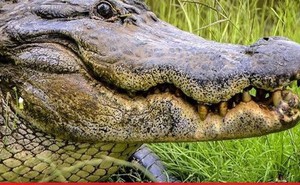 Đang dắt chó đi dạo, người phụ nữ bất ngờ bị cá sấu lao đến tấn công