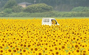 “Choáng váng” với cánh đồng hoa hướng dương triệu bông đẹp như bức tranh khổng lồ vào mùa thu ở Nhật Bản