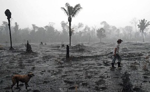 Điều gì khiến rừng rậm Amazon khổng lồ cũng có thể sụp đổ trong vài thập kỷ tới?