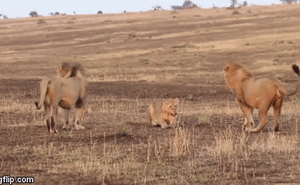 2 con sư tử đực bao vây tấn công sư tử cái bị thương, nào ngờ kế sách của kẻ yếu lại đánh bại đối thủ
