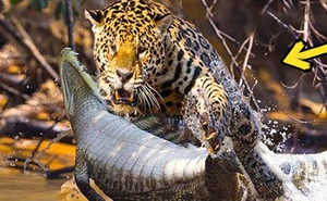 Video: Dòng nước đục không thể bảo vệ cá sấu caiman khỏi cơn đói của báo đốm