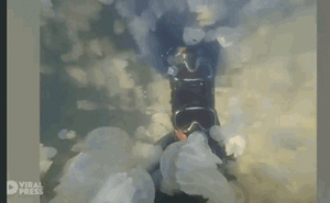 Video: Khoảnh khắc thợ lặn bơi qua hàng nghìn con sứa