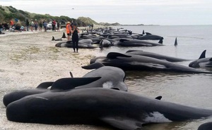 1001 thắc mắc: Vì sao lại có hiện tượng cá voi tự sát tập thể