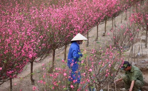 Xót xa vựa đào Nhật Tân nở hoa đỏ rực trước Tết, người dân ngậm ngùi hái bỏ cả nghìn bông